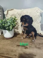 Mari, a female Cavalier King Charles Spaniel for sale in Willow Street, PA – Photo 2 of 6