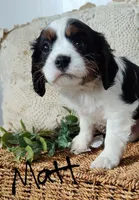 Matt, a male Cavalier King Charles Spaniel for sale in Willow Street, PA – Photo 2 of 5