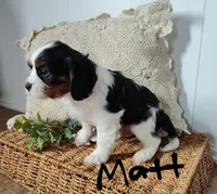 Matt, a male Cavalier King Charles Spaniel for sale in Willow Street, PA – Photo 1 of 5