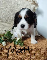 Matt, a male Cavalier King Charles Spaniel for sale in Willow Street, PA – Photo 3 of 5