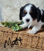 Matt, a male Cavalier King Charles Spaniel for sale in Willow Street, PA – Photo 4 of 5