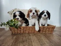 Matt, a male Cavalier King Charles Spaniel for sale in Willow Street, PA – Photo 5 of 5