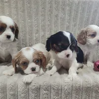 Titus, a male Cavalier King Charles Spaniel for sale in Willow Street, PA – Photo 7 of 9