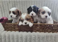 Titus, a male Cavalier King Charles Spaniel for sale in Willow Street, PA – Photo 3 of 9