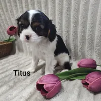 Titus, a male Cavalier King Charles Spaniel for sale in Willow Street, PA – Photo 5 of 9