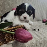 Titus, a male Cavalier King Charles Spaniel for sale in Willow Street, PA – Photo 4 of 9