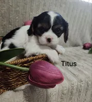 Titus, a male Cavalier King Charles Spaniel for sale in Willow Street, PA – Photo 4 of 9