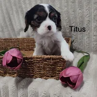 Titus, a male Cavalier King Charles Spaniel for sale in Willow Street, PA – Photo 9 of 9