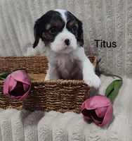 Titus, a male Cavalier King Charles Spaniel for sale in Willow Street, PA – Photo 9 of 9