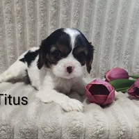 Titus, a male Cavalier King Charles Spaniel for sale in Willow Street, PA – Photo 1 of 9