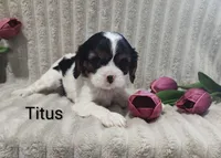 Titus, a male Cavalier King Charles Spaniel for sale in Willow Street, PA – Photo 1 of 9