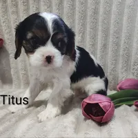 Titus, a male Cavalier King Charles Spaniel for sale in Willow Street, PA – Photo 2 of 9