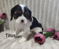 Titus, a male Cavalier King Charles Spaniel for sale in Willow Street, PA – Photo 2 of 9