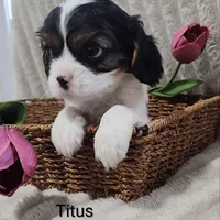 Titus, a male Cavalier King Charles Spaniel for sale in Willow Street, PA – Photo 8 of 9