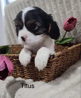 Titus, a male Cavalier King Charles Spaniel for sale in Willow Street, PA – Photo 8 of 9
