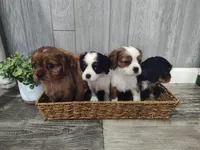 Marcy, a female Cavalier King Charles Spaniel for sale in Willow Street, PA – Photo 5 of 6