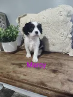 Marcy, a female Cavalier King Charles Spaniel for sale in Willow Street, PA – Photo 1 of 6