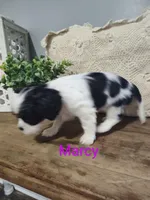 Marcy, a female Cavalier King Charles Spaniel for sale in Willow Street, PA – Photo 2 of 6