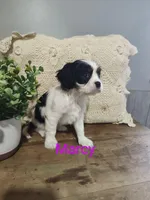 Marcy, a female Cavalier King Charles Spaniel for sale in Willow Street, PA – Photo 3 of 6