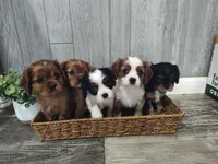 Marcy, a female Cavalier King Charles Spaniel for sale in Willow Street, PA – Photo 4 of 6