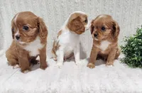 Seth, a male Cavalier King Charles Spaniel for sale in Willow Street, PA – Photo 3 of 5