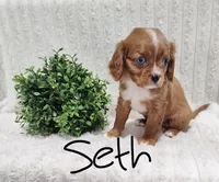 Seth, a male Cavalier King Charles Spaniel for sale in Willow Street, PA – Photo 4 of 5