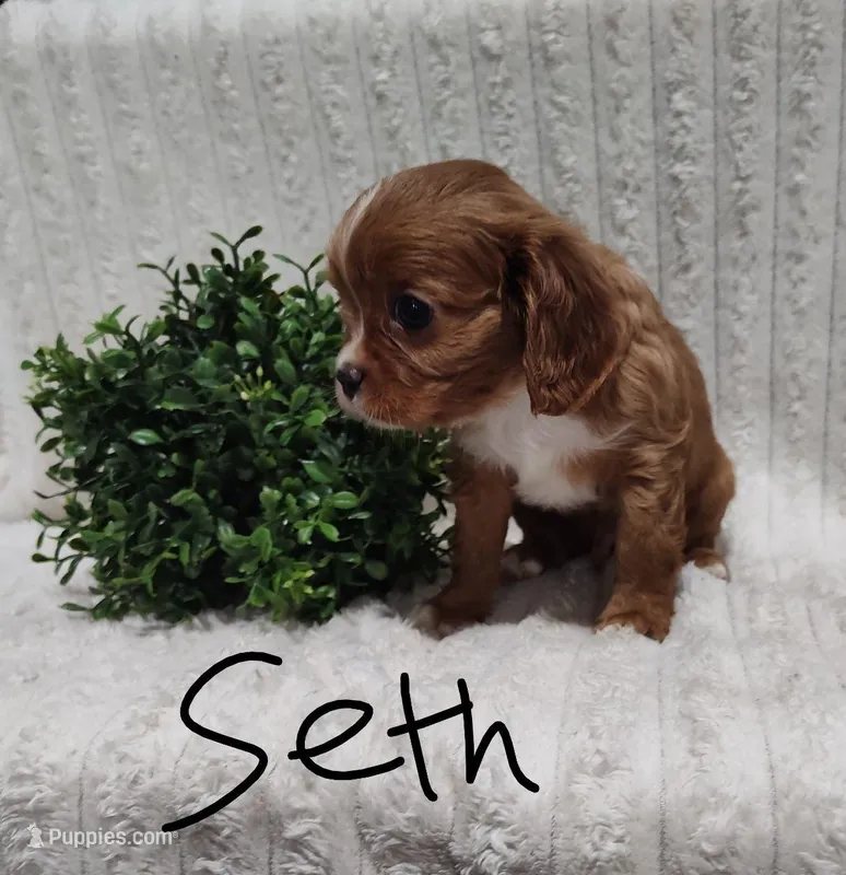 Seth
