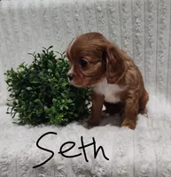 Seth, a male Cavalier King Charles Spaniel for sale in Willow Street, PA – Photo 1 of 5