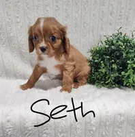 Seth, a male Cavalier King Charles Spaniel for sale in Willow Street, PA – Photo 2 of 5