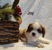 Joy, a female Cavalier King Charles Spaniel for sale in Willow Street, PA – Photo 2 of 5