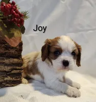 Joy, a female Cavalier King Charles Spaniel for sale in Willow Street, PA – Photo 3 of 5