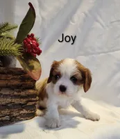 Joy, a female Cavalier King Charles Spaniel for sale in Willow Street, PA – Photo 1 of 5