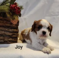 Joy, a female Cavalier King Charles Spaniel for sale in Willow Street, PA – Photo 5 of 5
