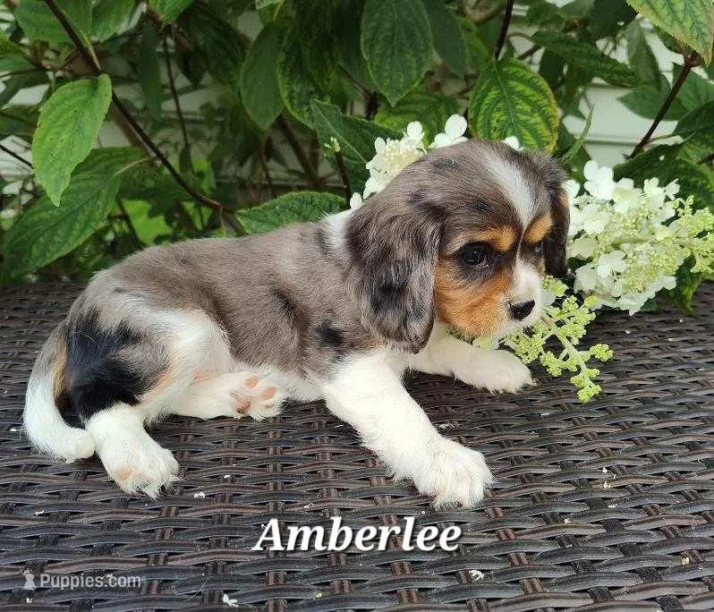 Amberlee