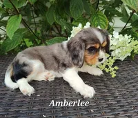 Amberlee, a female Cavalier King Charles Spaniel for sale in Willow Street, PA – Photo 1 of 3