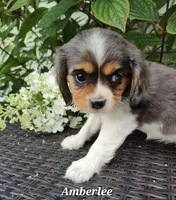 Amberlee, a female Cavalier King Charles Spaniel for sale in Willow Street, PA – Photo 2 of 3