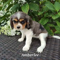 Amberlee, a female Cavalier King Charles Spaniel for sale in Willow Street, PA – Photo 3 of 3
