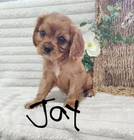 Jay, a male Cavalier King Charles Spaniel for sale in Willow Street, PA – Photo 2 of 7