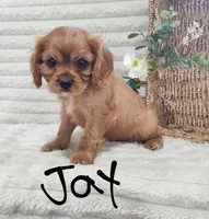 Jay, a male Cavalier King Charles Spaniel for sale in Willow Street, PA – Photo 6 of 7