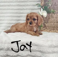Jay, a male Cavalier King Charles Spaniel for sale in Willow Street, PA – Photo 5 of 7