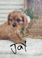 Jay, a male Cavalier King Charles Spaniel for sale in Willow Street, PA – Photo 3 of 7