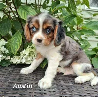 Marcus, a male Cavalier King Charles Spaniel for sale in Willow Street, PA – Photo 2 of 2