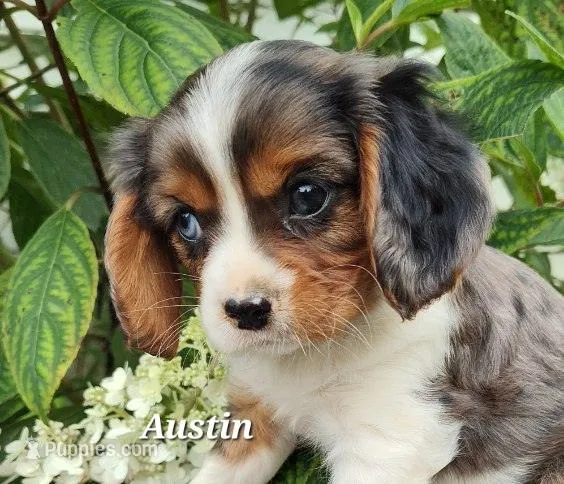 Marcus, a male Cavalier King Charles Spaniel for sale in Willow Street, PA – Photo 1 of 2