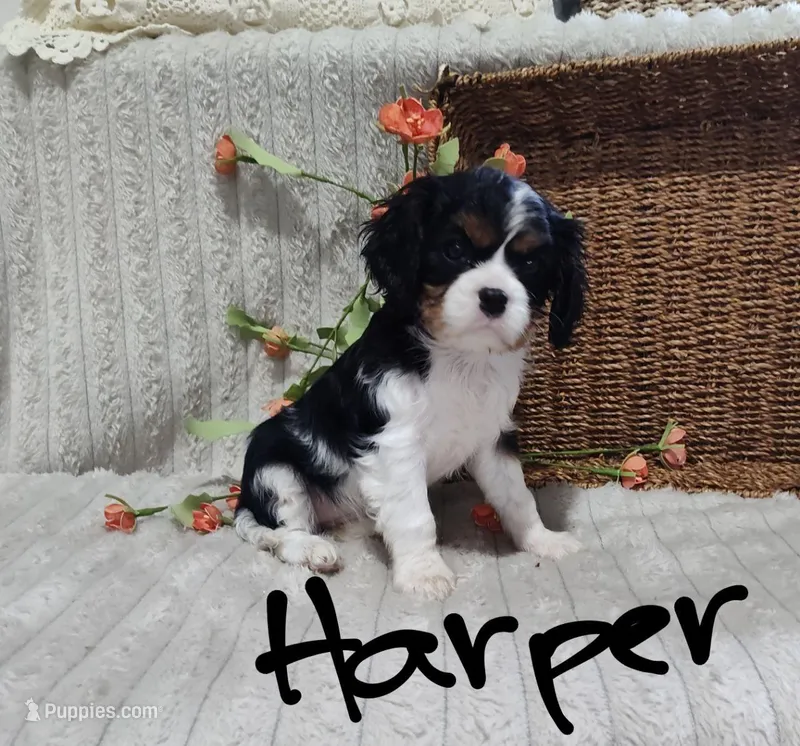 Harper, a female Cavalier King Charles Spaniel for sale in Willow Street, PA – Photo 1 of 1