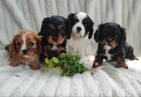 Laura, a female Cavalier King Charles Spaniel for sale in Willow Street, PA – Photo 4 of 6