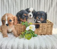 Laura, a female Cavalier King Charles Spaniel for sale in Willow Street, PA – Photo 1 of 6