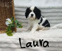 Laura, a female Cavalier King Charles Spaniel for sale in Willow Street, PA – Photo 2 of 6