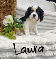 Laura, a female Cavalier King Charles Spaniel for sale in Willow Street, PA – Photo 3 of 6
