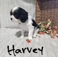 Harvey, a male Cavalier King Charles Spaniel for sale in Willow Street, PA – Photo 3 of 9
