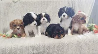 Harvey, a male Cavalier King Charles Spaniel for sale in Willow Street, PA – Photo 5 of 9